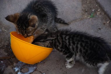 Antalya'da parkta oyuncu kedi yavruları