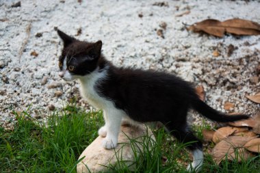 Antalya'da parkta oyuncu kedi yavruları