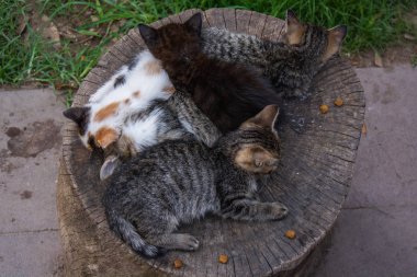 Antalya'da parkta oyuncu kedi yavruları