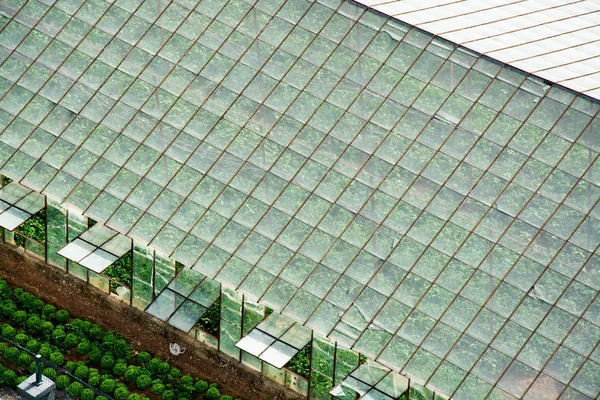 Aerial View Greenhouse Zdjęcia Stockowe — Zdjęcie stockowe