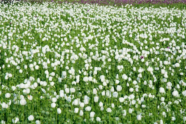 Opium poppy flowers afyon turkey