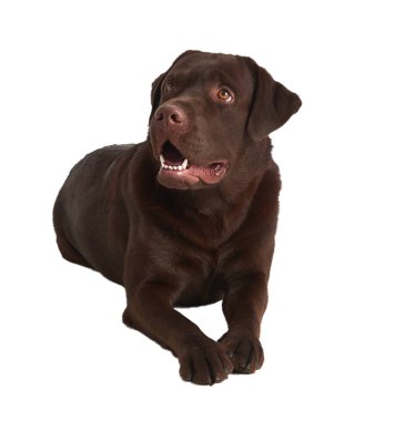 Labrador retriever beyaz arka plan üzerinde izole stüdyo çekim