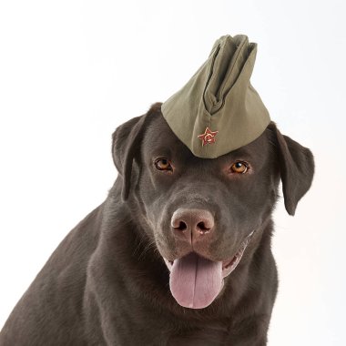 Labrador retriever ordu şapkalı beyaz arka plan üzerinde oturan stüdyo çekim