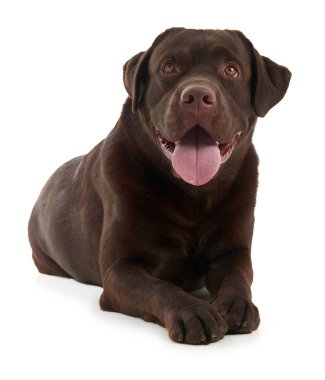 Labrador retriever beyaz arka plan üzerinde izole stüdyo çekim