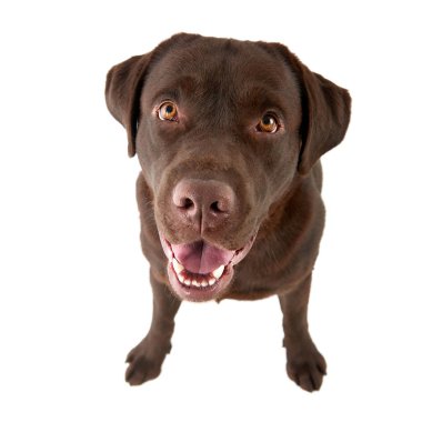 Labrador retriever beyaz arka plan üzerinde izole stüdyo çekim