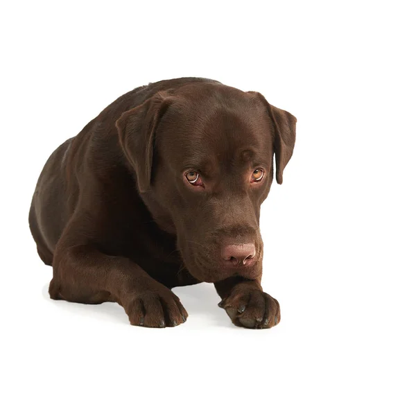 Studio shot di Labrador retriever isolato su sfondo bianco — Foto Stock