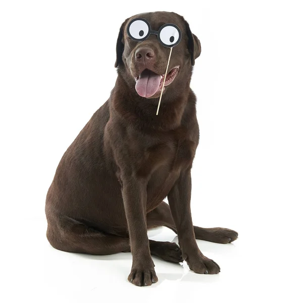 Studio Skott Labrador Retriever Sitter Vit Bakgrund Crazy Glasögon — Stockfoto