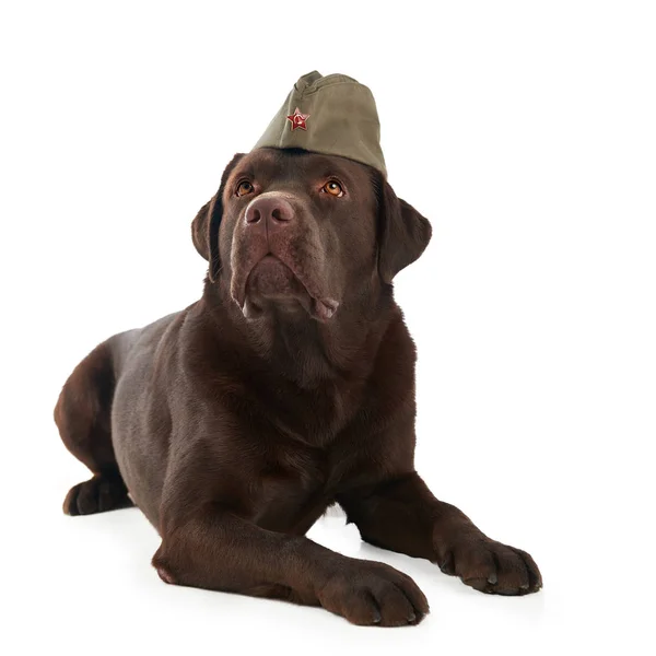 Studio shot of Labrador retriever sitting on white background in army hat — Stock Photo, Image