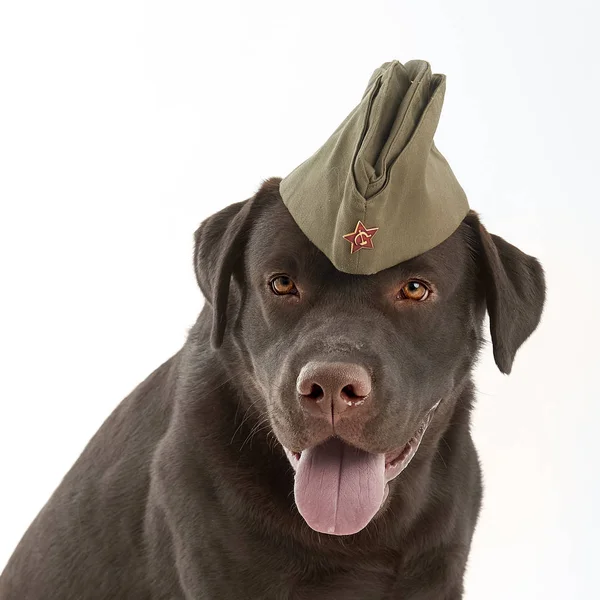 Estudio de Labrador retriever sentado sobre fondo blanco en sombrero del ejército —  Fotos de Stock