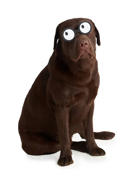 Estudio de Labrador retriever sentado sobre fondo blanco en gafas locas — Foto de Stock