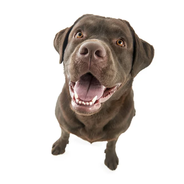 Studio shot di Labrador retriever isolato su sfondo bianco — Foto Stock