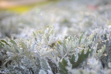 Soluk yeşil çiçekler. Bulanıklık. Bokeh