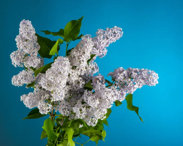 Strauß Flieder mit Blättern auf blauem Himmel. — Stockfoto