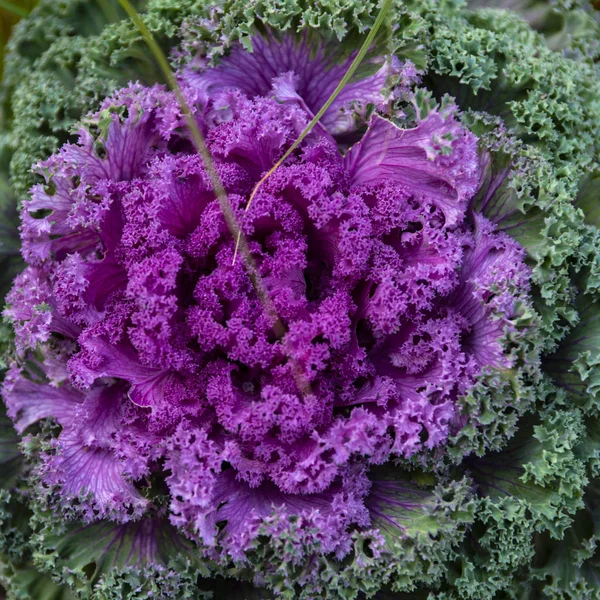 Chou d'ornement coloré fleur ou chou frisé plante — Photo
