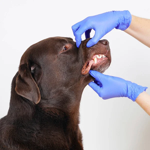 Tierarzt in blauen Handschuhen reinigt Labrador Retriever Zähne. Konzept Hygiene und Pflege für Hunde. isoliert auf weiß Stockbild