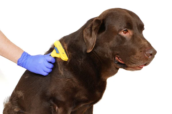 Le toilettage des chiens sous-poils. Labrador retriever et vétérinaire. Concept hygiène et soin des chiens. Problème printemps mue animal de compagnie. Isolé sur blanc Images De Stock Libres De Droits