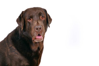 Beyaz üzerinde izole çikolata kahverengi Labrador Retriever portre