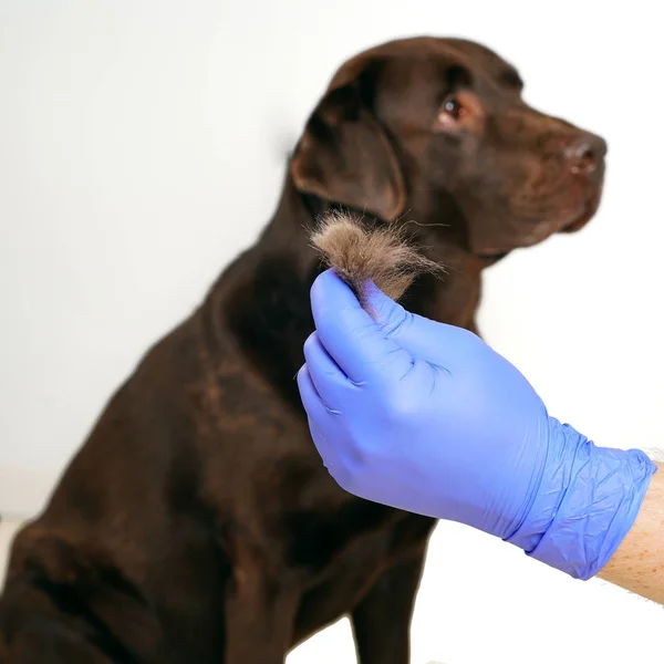 Grooming underull hundar. Labrador Retriever och veterinär. Koncept hygien och skötsel av hundar. Problem våren molt PET. Isolerad på vitt — Stockfoto