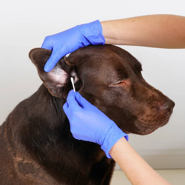 Veterinario en guantes azules limpiando orejas labrador retriever. Concepto de higiene y cuidado de perros. Aislado sobre blanco — Foto de Stock