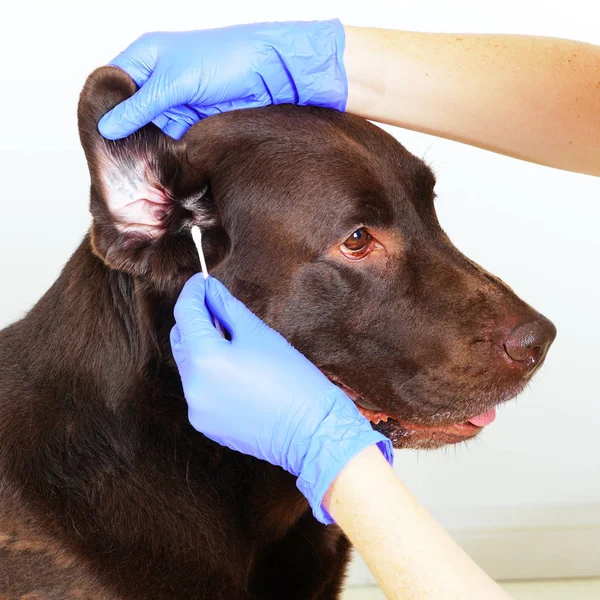 Veterinario en guantes azules limpiando orejas labrador retriever. Concepto de higiene y cuidado de perros. Aislado sobre blanco — Foto de Stock