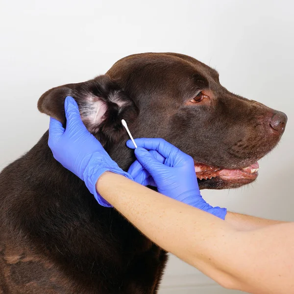 Tierarzt in blauen Handschuhen reinigt Labrador Retriever Ohren. Konzept Hygiene und Pflege für Hunde. isoliert auf weiß Stockfoto