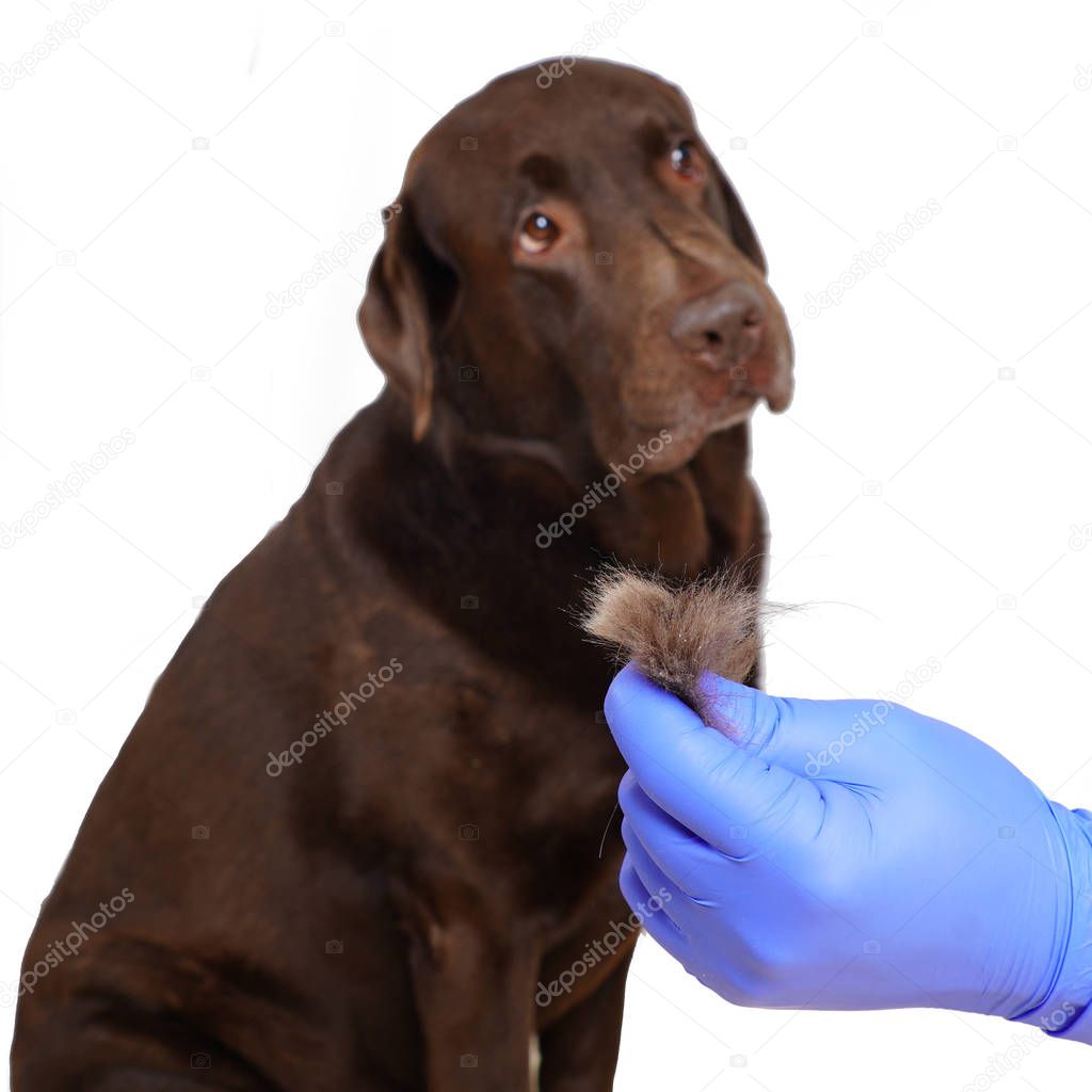 Aseo perros de abrigo. Labrador retriever y veterinario. Concepto de