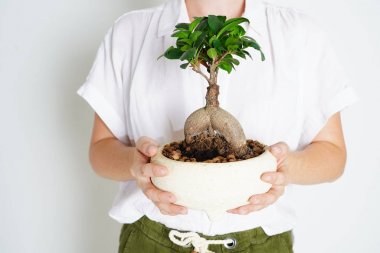 Genç kadın ellerde Ficus Microcarpa ginseng