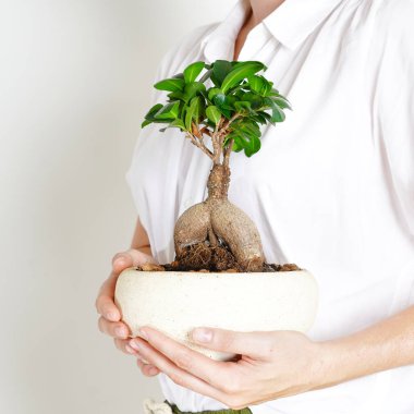 Genç kadın ellerde Ficus Microcarpa ginseng