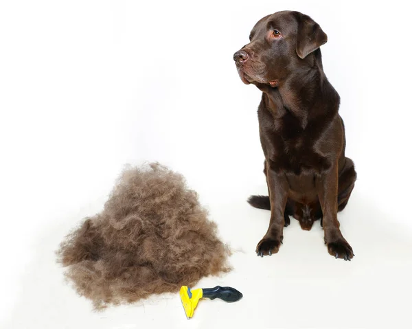 Grooming undercoat dogs. Labrador retriever and veterinarian. Concept hygiene and care for dogs. Problem spring molt pet. Isolated on white — Stock Photo, Image