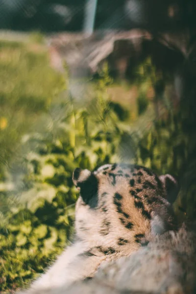 Vahşi doğada leopar Yakın çekim 