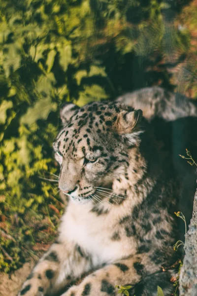 Primer Plano Del Leopardo Naturaleza Salvaje — Foto de Stock