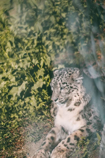 Vahşi Doğada Leopar Yakın Çekim — Stok fotoğraf