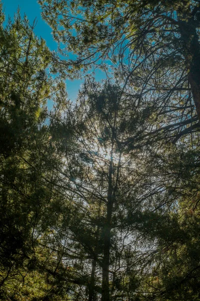 Ağaçların düşük açılı görünümü