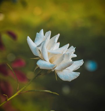 Güzel beyaz gül bahçesinde