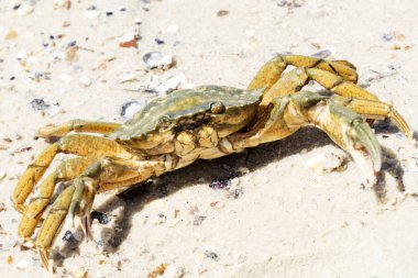 Güzel Yengeç gezinme Black Sea coast