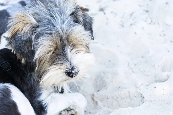 Cachorro Durmiendo Una Playa — Foto de Stock