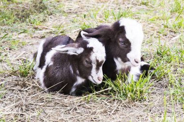 İki beyaz - l uyurken beraber yaz aylarında çimlerin üzerine siyah bebek keçi.