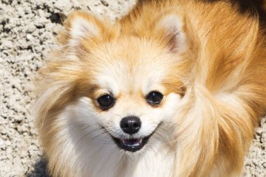 Sahilde krem pomeranian köpek yavrusu