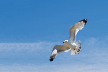 Büyük kanatlı mavi gökyüzünde uçan martı.