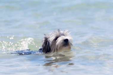 Biewer York Terrier köpek yavrusu kristal berraklığında bir denizde yüzüyor