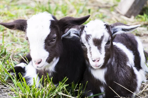 İki beyaz - l uyurken beraber yaz aylarında çimlerin üzerine siyah bebek keçi.
