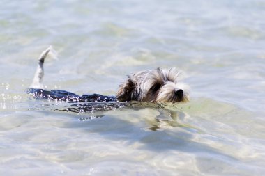 Biewer York Terrier köpek yavrusu kristal berraklığında bir denizde yüzüyor