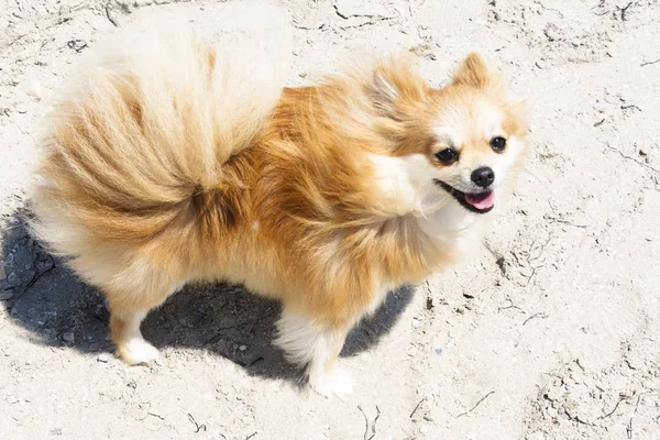 Creme Cachorro Pomeranian Praia — Fotografia de Stock
