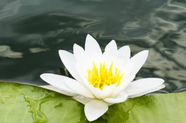 Yakın çekim yeşil yaprakları ile gölde beyaz lilly