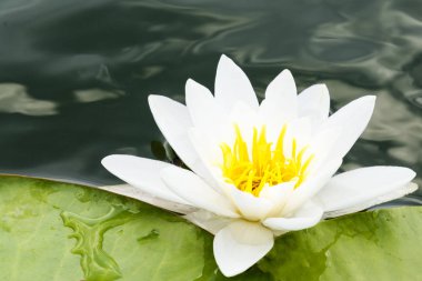 Beyaz Lotus su flowerblossom