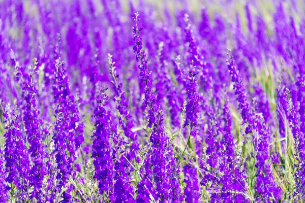 Fond Violet Avec Petites Fleurs Concentration Sélective — Photo