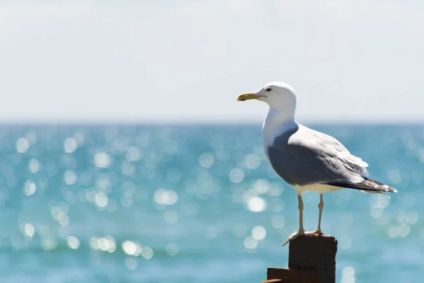 海鸥坐在白色的篱笆上 鸟儿的翅膀 — 图库照片