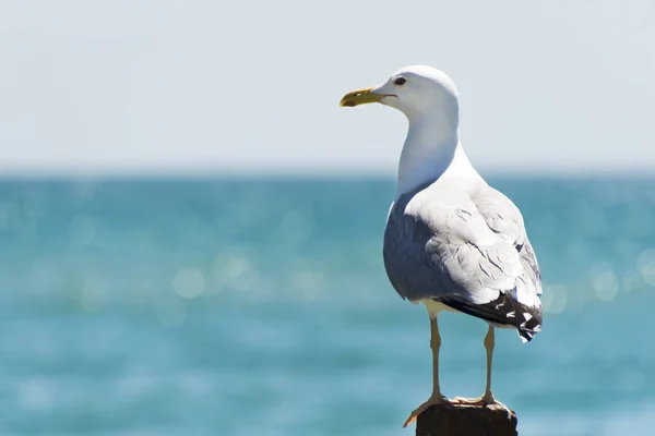 海鸥的肖像映衬着海岸 近观海滩边的白鸟海鸥 天然蓝色背景的野生海鸥 — 图库照片