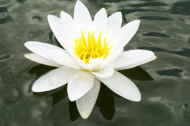 Beyaz Lotus su çiçeği. Yakın çekim