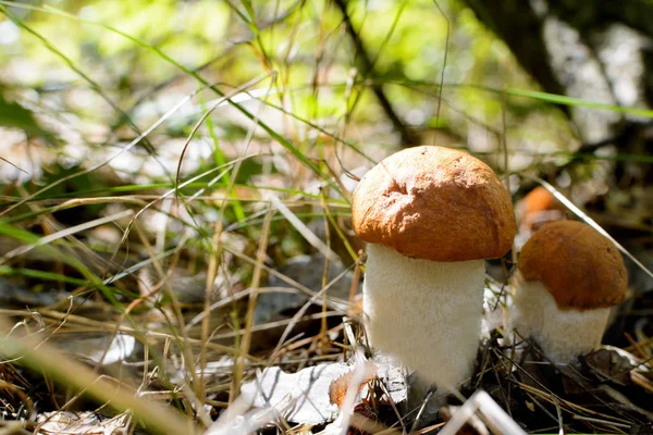 Милий гриб копійки росте в траві . — стокове фото